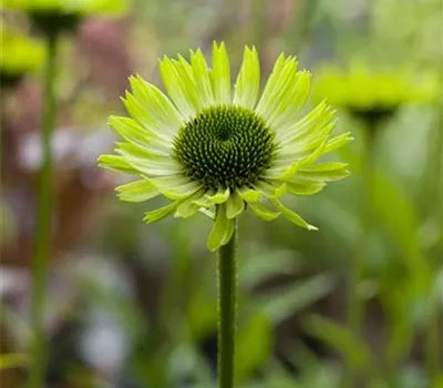 Echinacea purpurea 'Green Jewel'