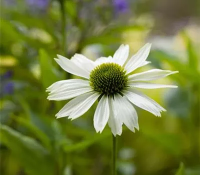 Echinacea purpurea 'Virgin' -R-
