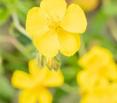 Helianthemum x cult.'Sterntaler'