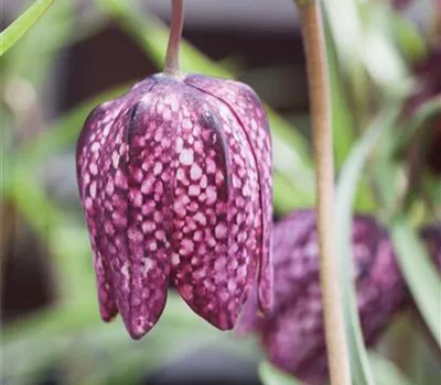 Fritillaria meleagris i.S.