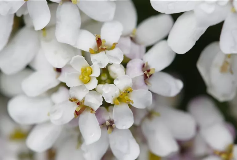 Iberis sempervirens Iberis sempervirens