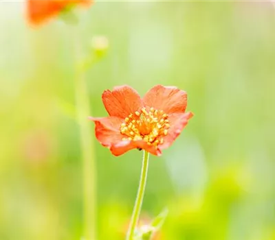 Geum chiloense 'Feuerball', gen.
