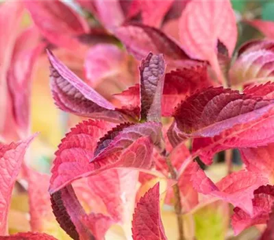 Hydrangea serrata 'Cotton Candy'