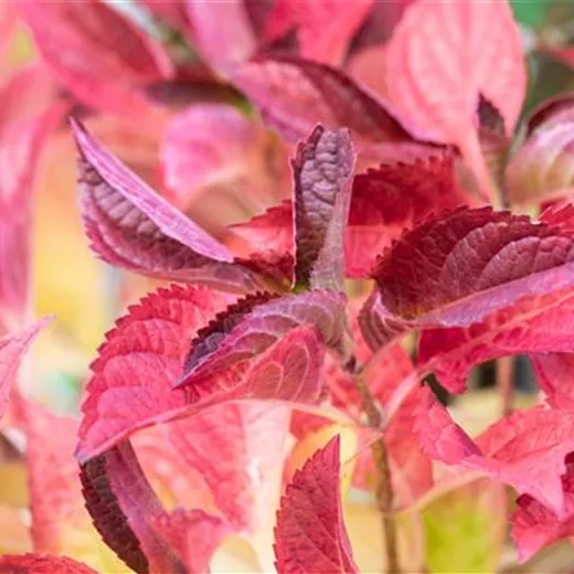 Hydrangea serrata 'Cotton Candy' Hydrangea serrata 'Cotton Candy'