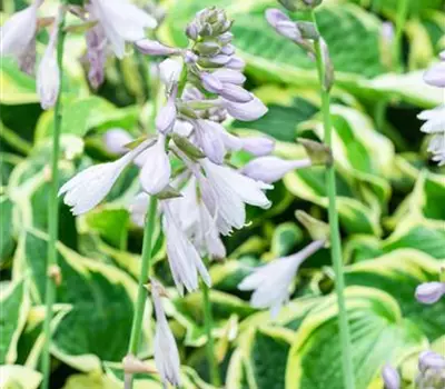 Hosta sieboldiana 'Wide Brim'