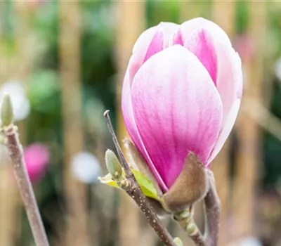 Magnolia 'Satisfaction'