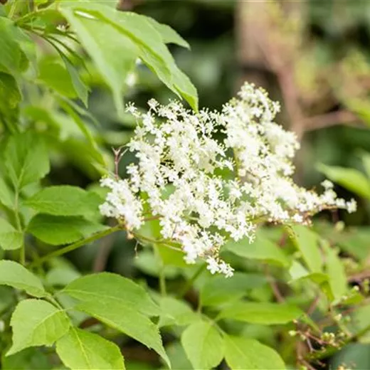 Sambucus nigra 'Haschberg' Sambucus nigra 'Haschberg'