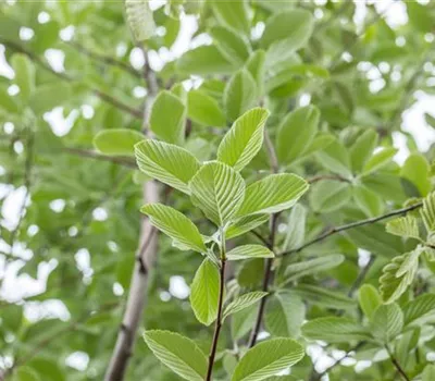 Sorbus aria 'Magnifica' Sorbus aria 'Magnifica'