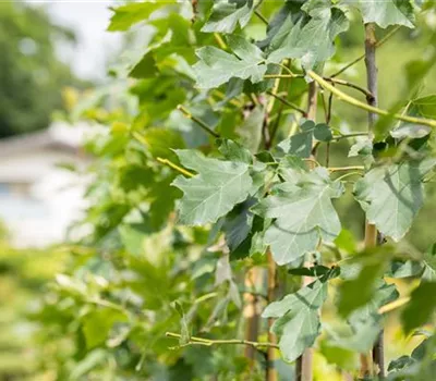 Sorbus torminalis Sorbus torminalis