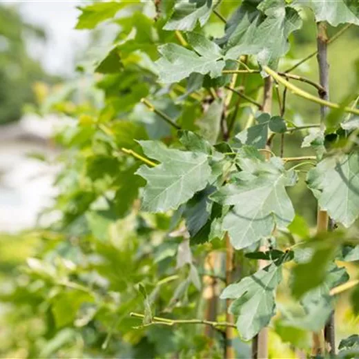 Sorbus torminalis Sorbus torminalis