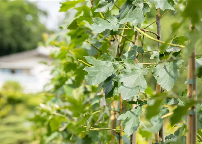 Sorbus torminalis Sorbus torminalis