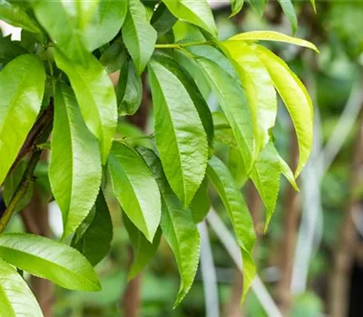 Prunus persica 'Kernecht.v.Vorgeb.' CAC