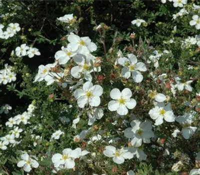 Potentilla fruticosa 'Abbotswood' Potentilla fruticosa 'Abbotswood'