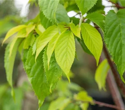 Prunus sargentii Veredlung