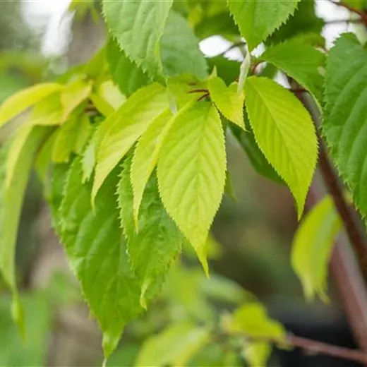 Prunus sargentii Veredlung Prunus sargentii Veredlung