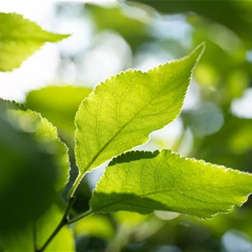 Prunus dom.'Hanita' -S- CAC Prunus dom.'Hanita' -S- CAC