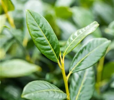 Prunus lauroc. "Diana"