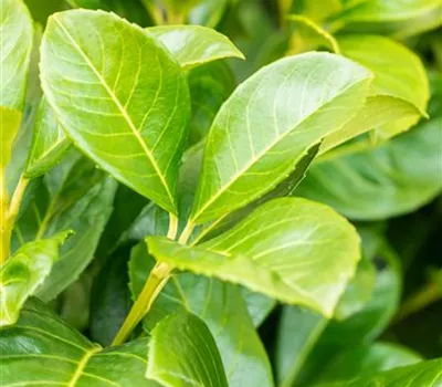 Prunus lauroc.'Etna' -R- Prunus lauroc.'Etna' -R-