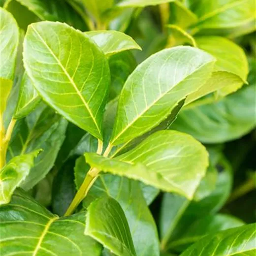 Prunus lauroc.'Etna' -R-