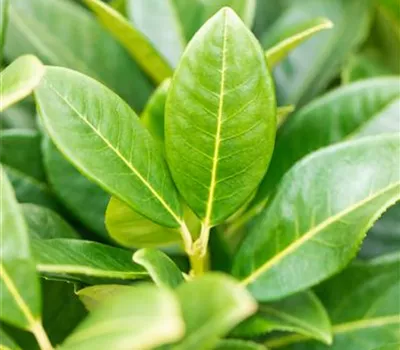 Prunus lauroc.'Green Torch' -S-