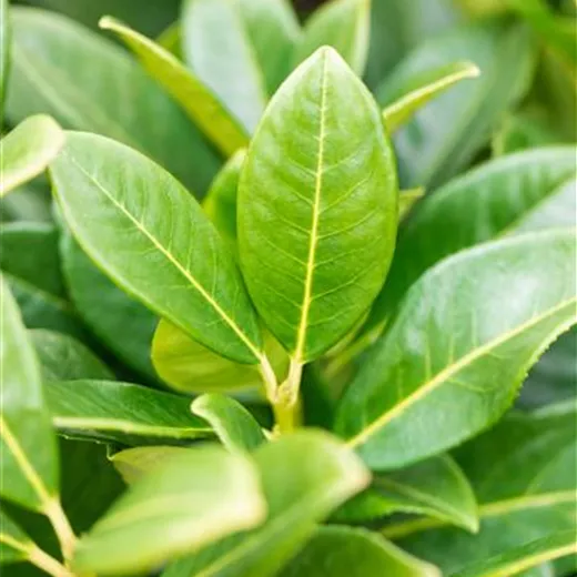 Prunus lauroc.'Green Torch' -S-