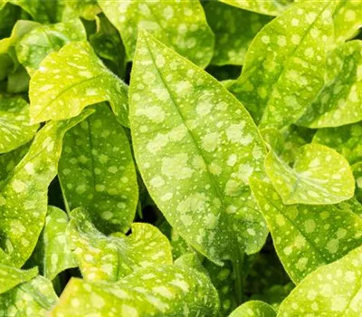 Pulmonaria officinalis 'Sissinghurst White'