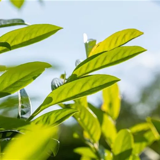 Prunus lauroc.'Novita' Prunus lauroc.'Novita'