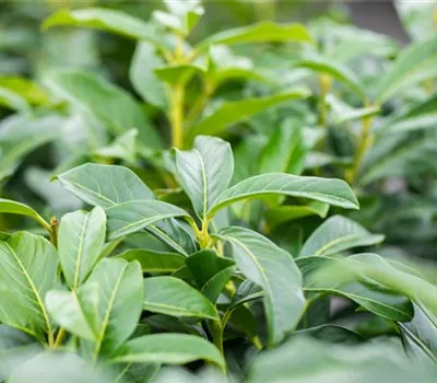 Prunus laurocerasus "Genolia" Prunus laurocerasus "Genolia"