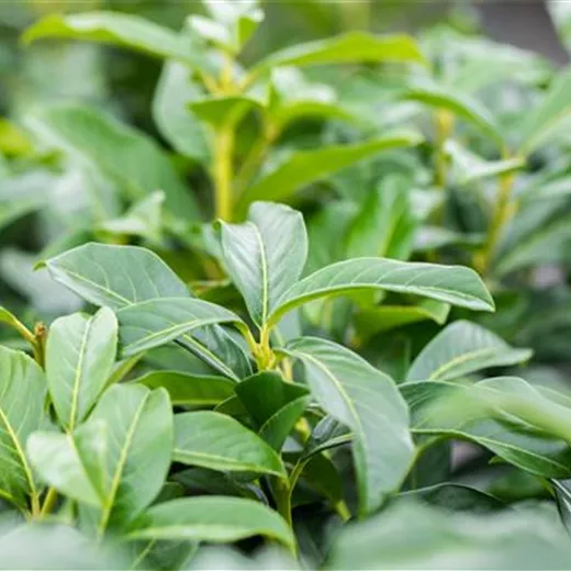 Prunus laurocerasus "Genolia" Prunus laurocerasus "Genolia"