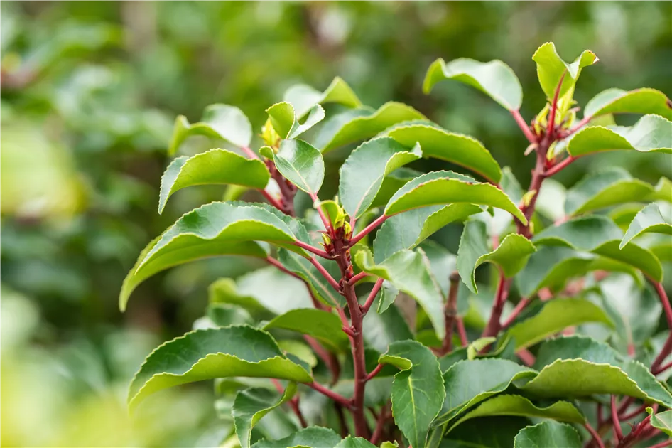 Prunus lusitanica 'Brenelia' -S-