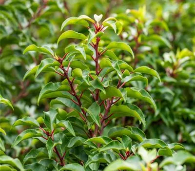 Prunus lusitanica 'Brenelia' -S-