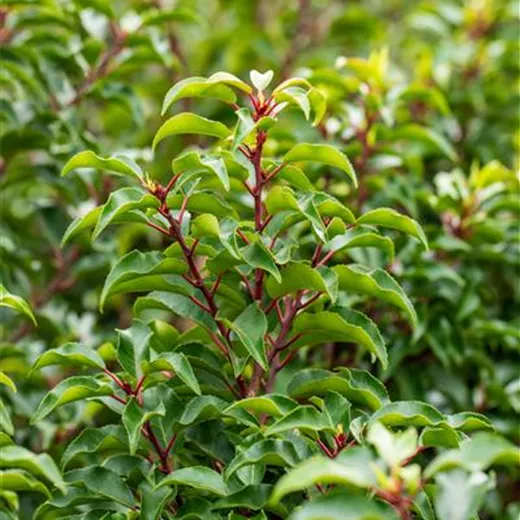 Prunus lusitanica 'Brenelia' -S-