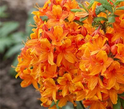 Rhododendron lut.'Golden Eagle'