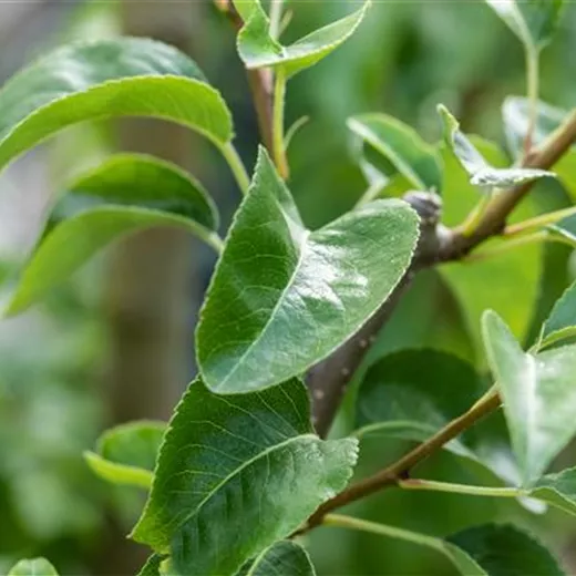 Pyrus com.'Gute Luise v.Avranches' CAC Pyrus com.'Gute Luise v.Avranches' CAC