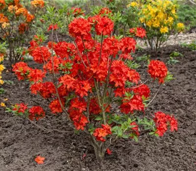 Rhododendron lut.'Parkfeuer'