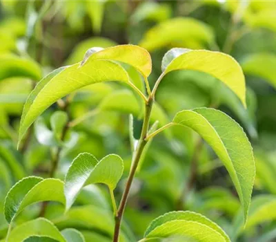 Pyrus com.'Harrow Delight' CAC