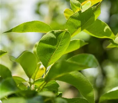 Pyrus com.'Williams Christbirne' CAC Pyrus com.'Williams Christbirne' CAC