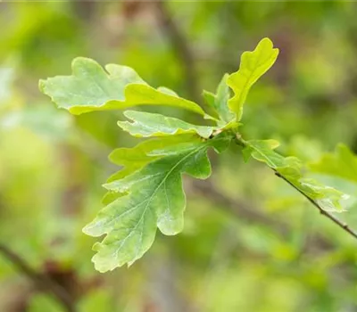 Quercus petraea Quercus petraea