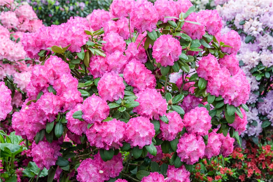 Rhododendron yak.'Polaris'