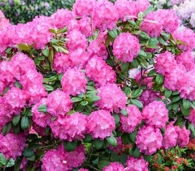 Rhododendron yak.'Polaris'