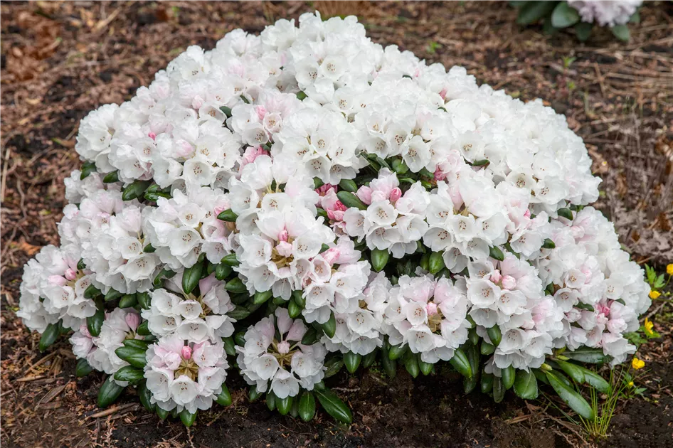 Rhododendron yak.'Schneekrone'
