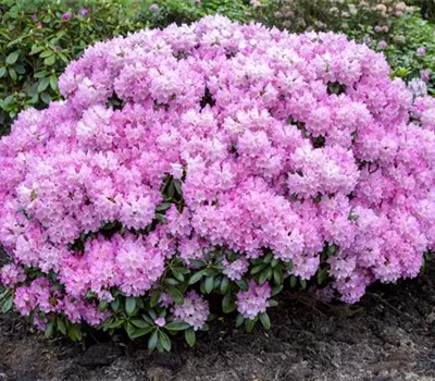 Rhododendron yak.'Silberwolke' Rhododendron yak.'Silberwolke'