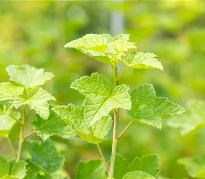 Ribes rubrum 'Rovada' CAC Ribes rubrum 'Rovada' CAC