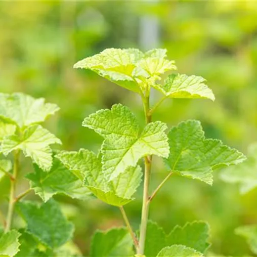 Ribes rubrum 'Rovada' CAC