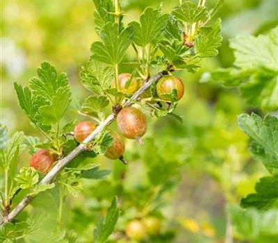 Ribes uva-crispa 'Dr.B.Rokula' CAC