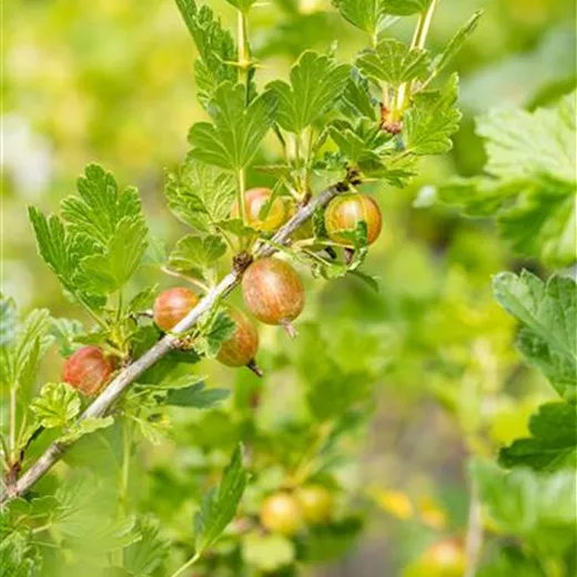 Ribes uva-crispa 'Dr.B.Rokula' CAC Ribes uva-crispa 'Dr.B.Rokula' CAC