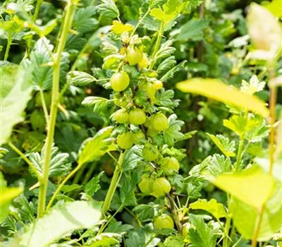 Ribes uva-crispa 'Invicta' CAC Ribes uva-crispa 'Invicta' CAC