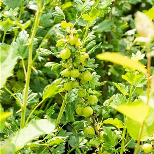 Ribes uva-crispa 'Invicta' CAC