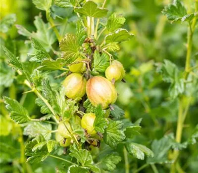 Ribes uva-crispa 'Mucurines' CAC Ribes uva-crispa 'Mucurines' CAC