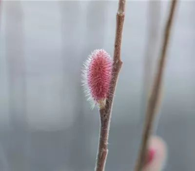 Salix gracilistyla 'Mount Aso'